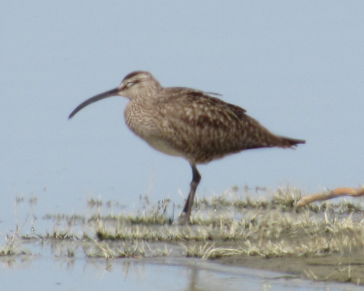 Whimbrel - ML329930291