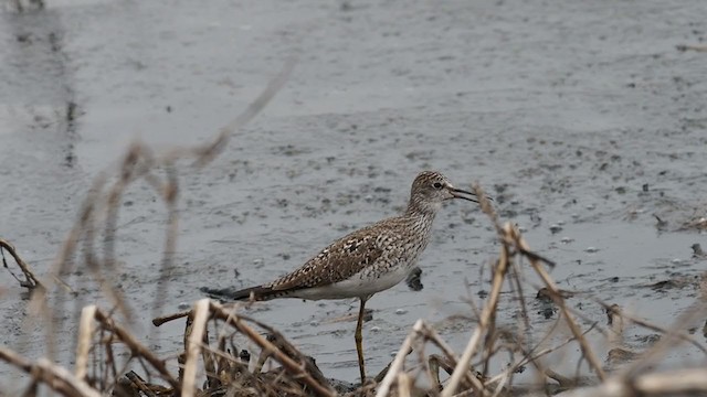 Lesser Yellowlegs - ML329930381