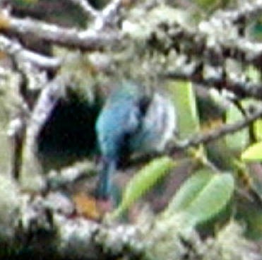 Azure-rumped Tanager - ML329932411
