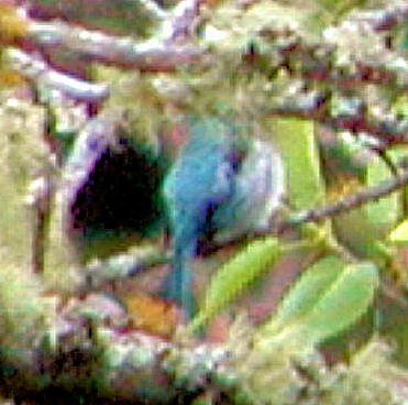 Azure-rumped Tanager - ML329932421
