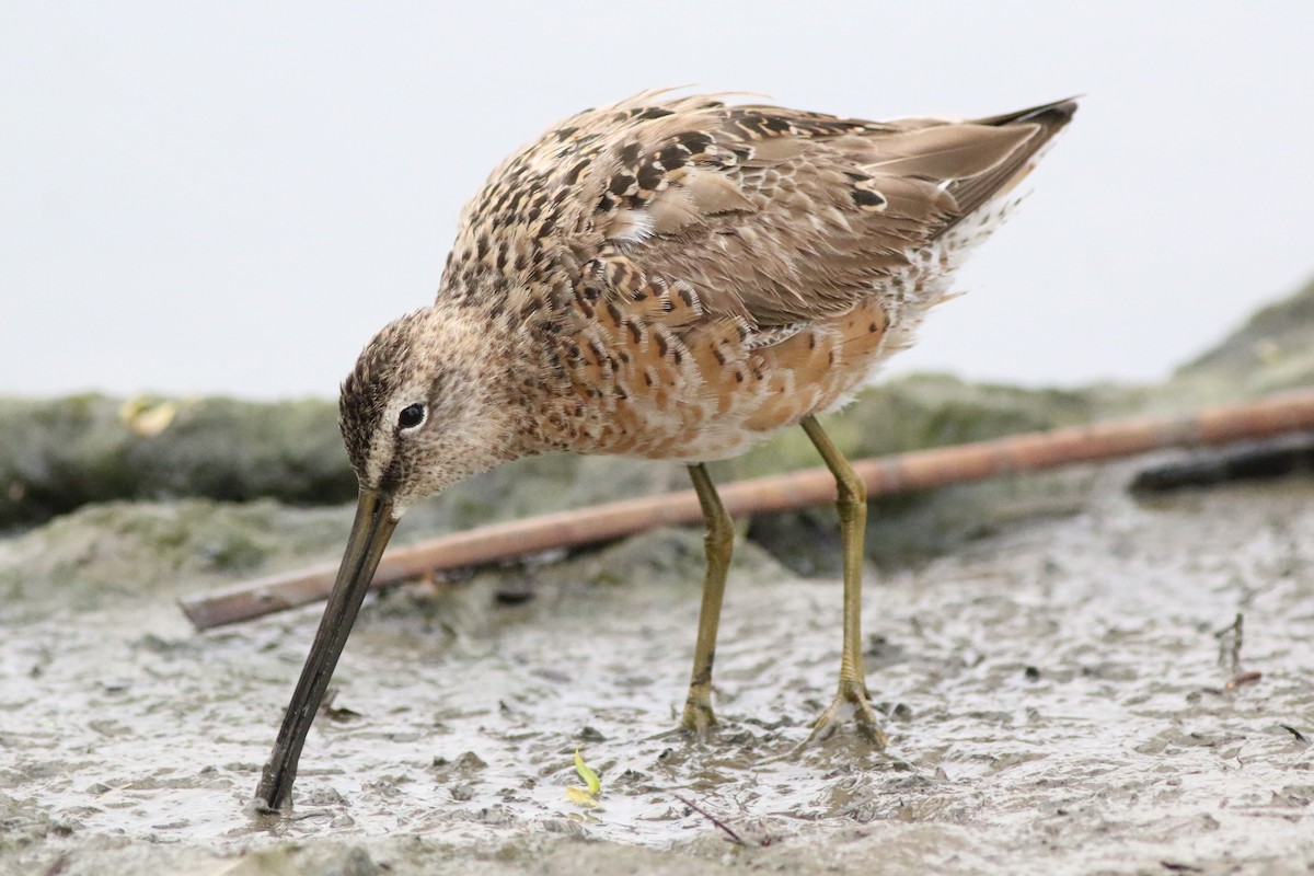 Long-billed Dowitcher - Robert McNab