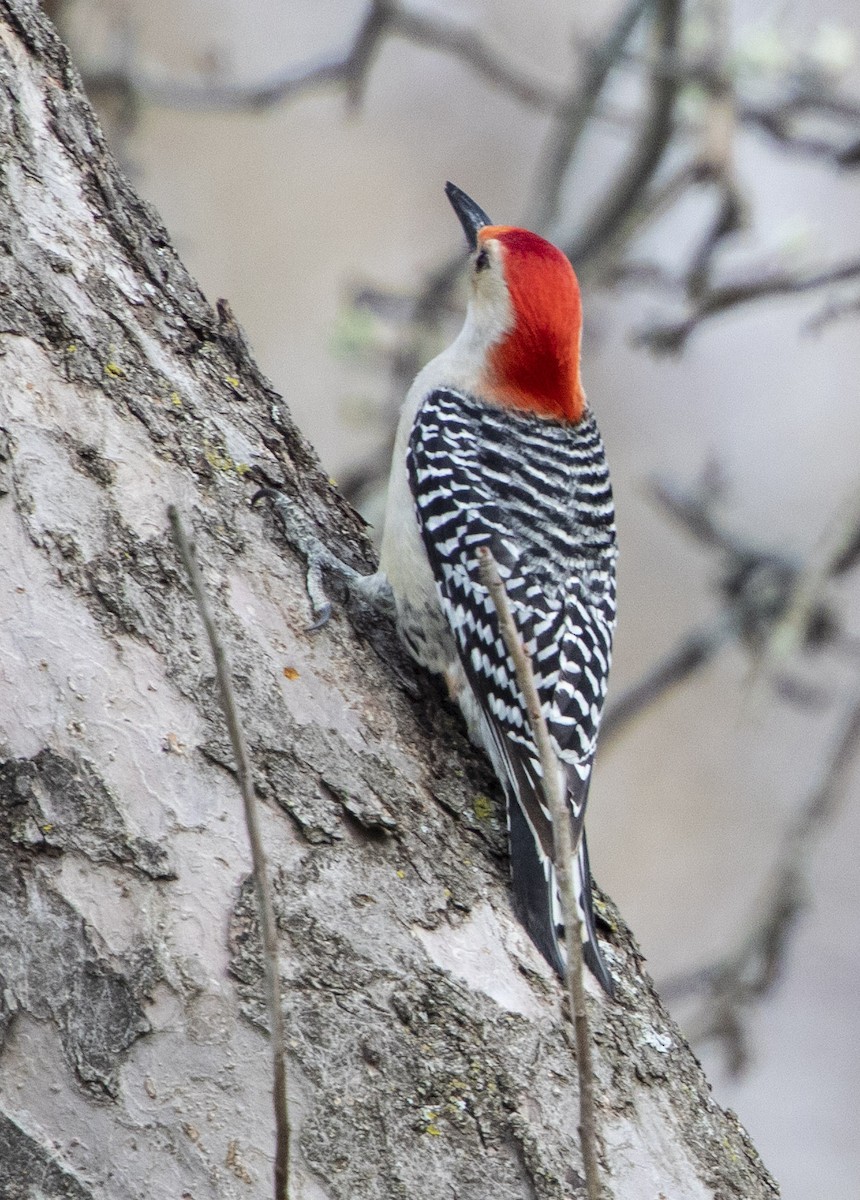 Red-bellied Woodpecker - ML329934401