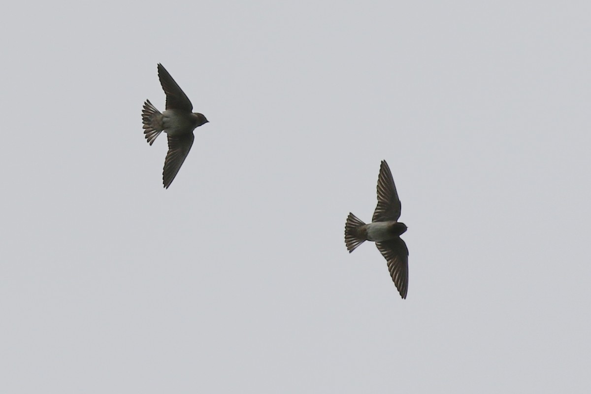 Cliff Swallow - ML329936041