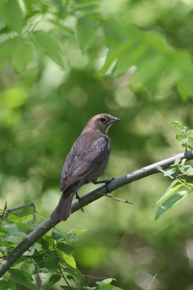 Brown-headed Cowbird - ML329938441