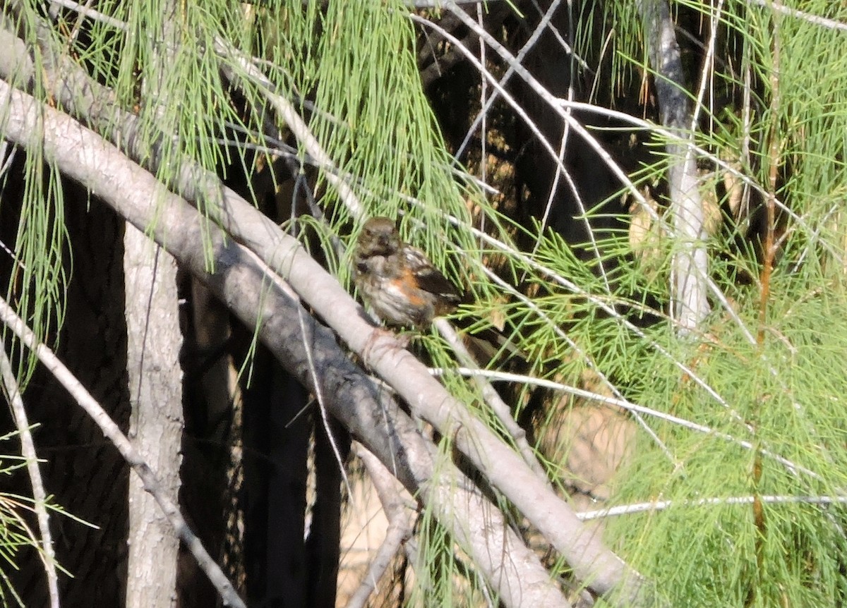 Spotted Towhee - ML32993931