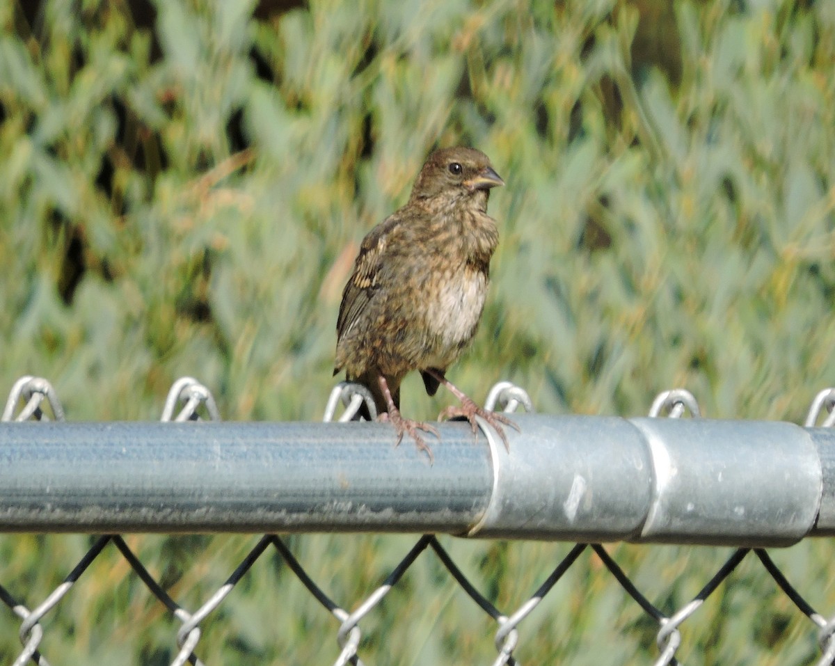 Spotted Towhee - ML32993971