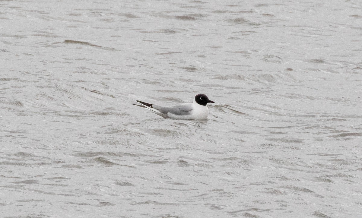 Bonaparte's Gull - ML329940641