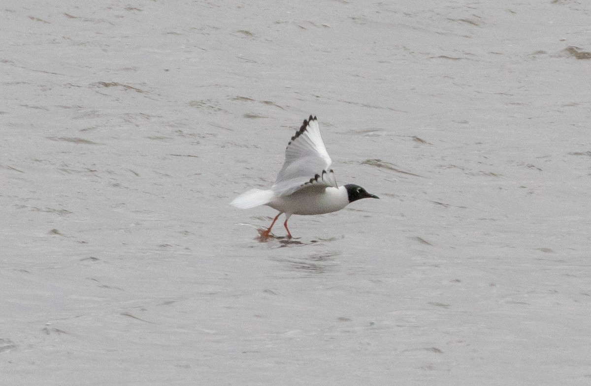 Bonaparte's Gull - ML329940681