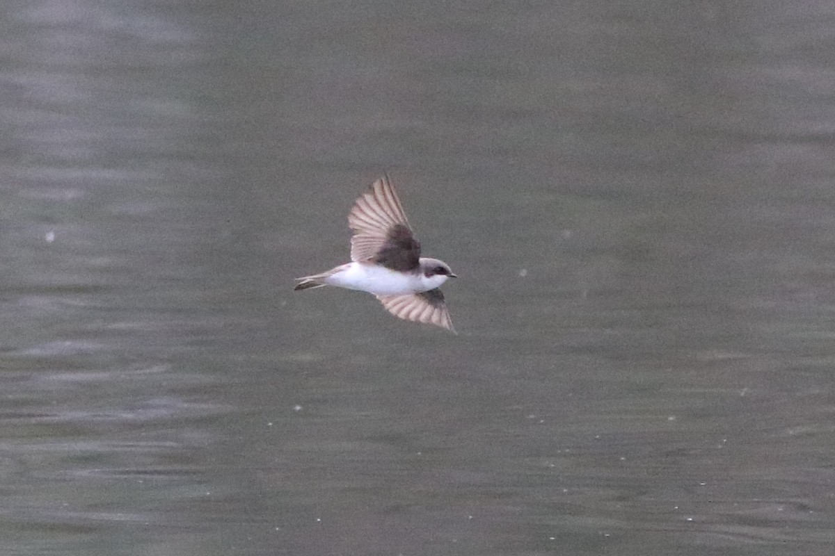 Tree Swallow - ML329940841