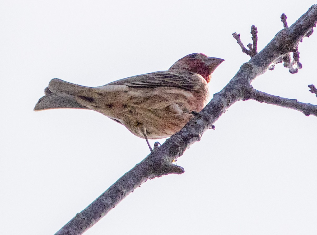 House Finch - ML329941401