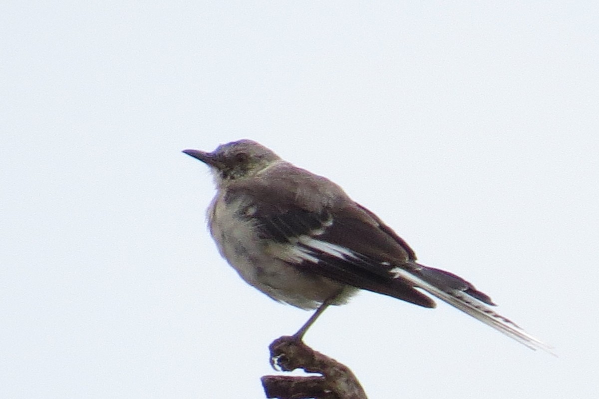 Northern Mockingbird - ML32994281