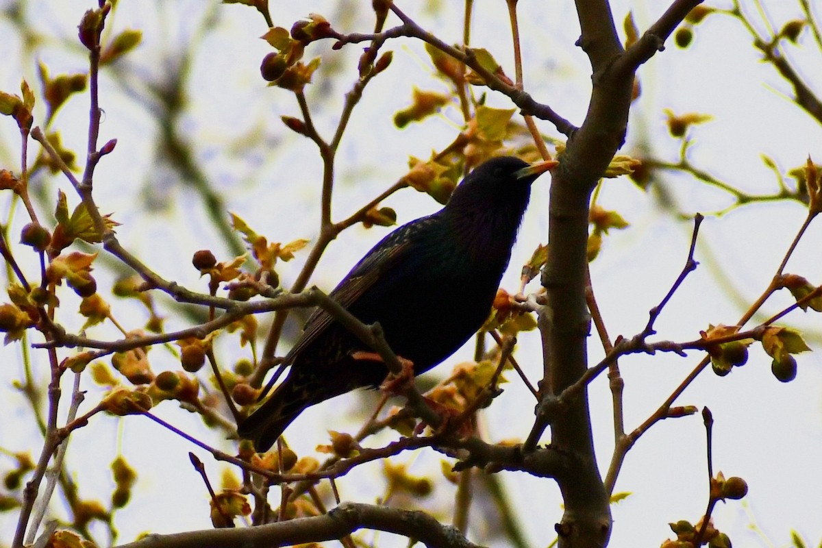 European Starling - ML329943261