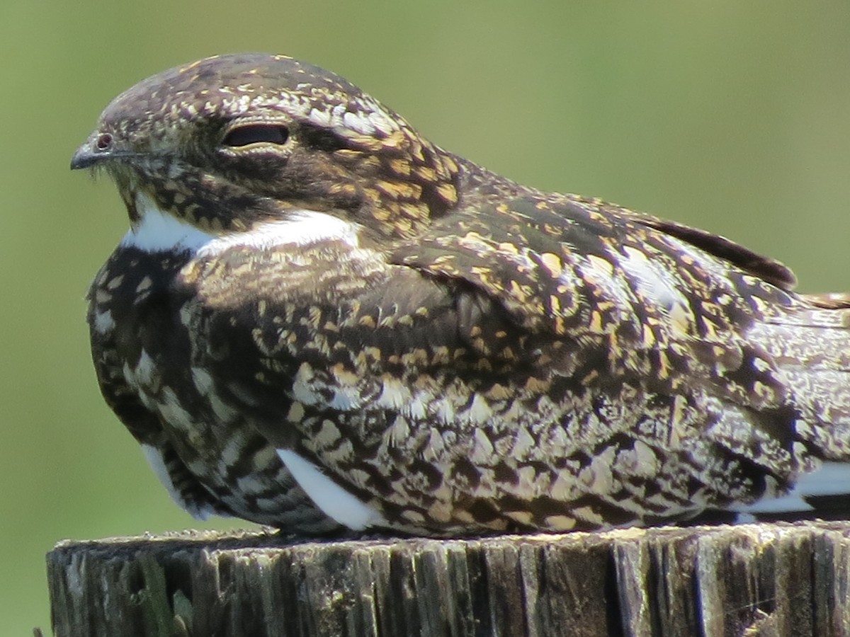 Lesser Nighthawk - ML329943791