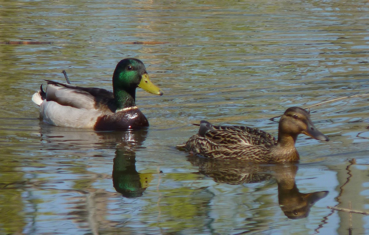 Зэрлэг нугас - ML329949021