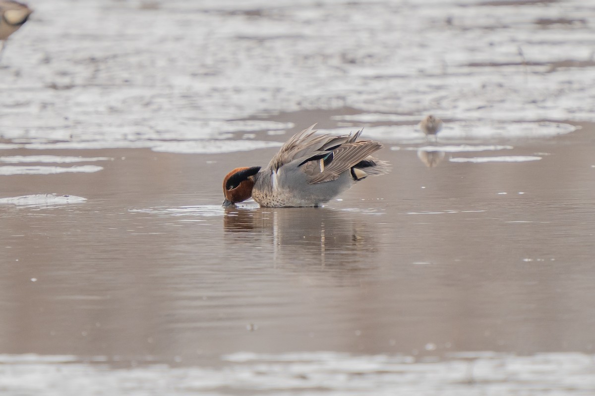 Green-winged Teal - ML329949431