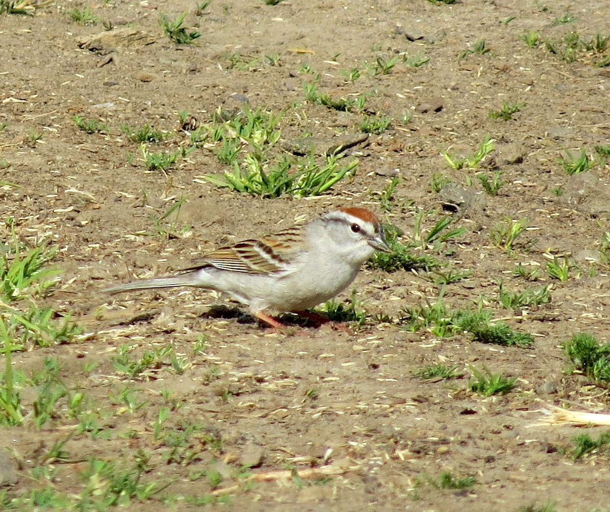 Chipping Sparrow - Jamie Simmons