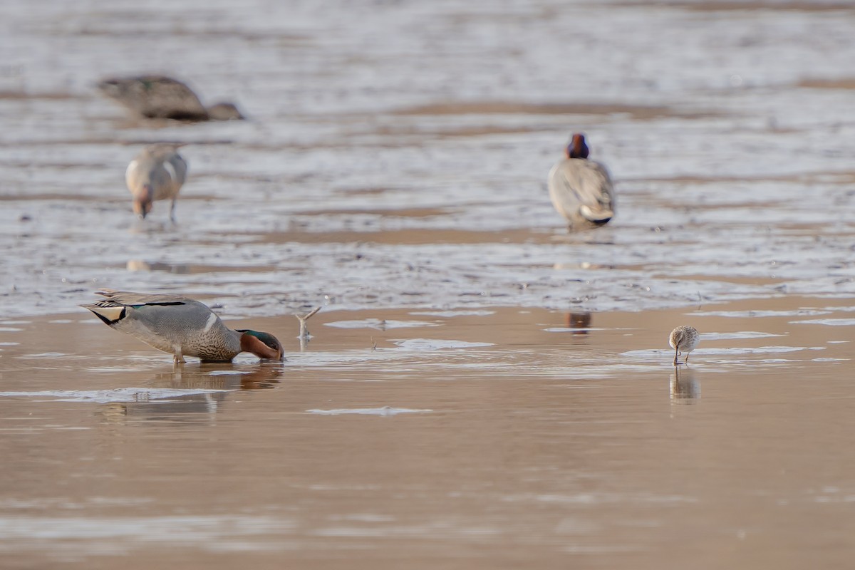 Green-winged Teal - ML329950031