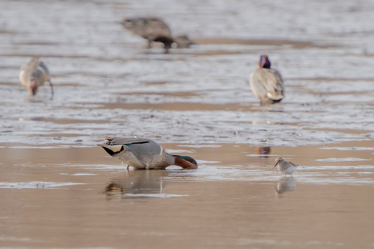 Green-winged Teal - ML329950101