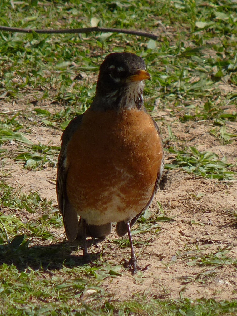 American Robin - ML329950411