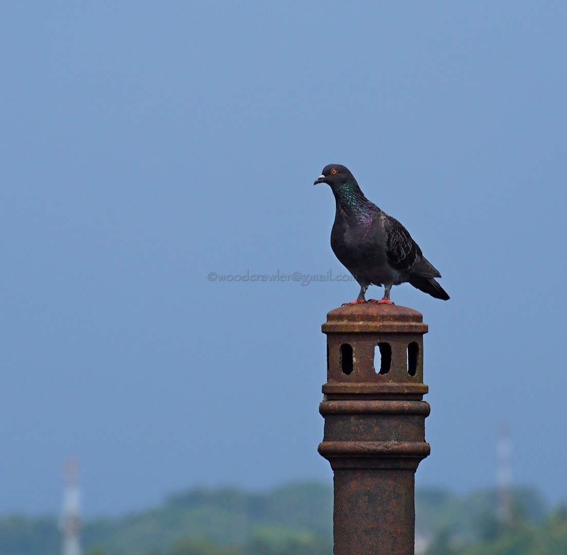 Rock Pigeon (Feral Pigeon) - Rajesh Radhakrishnan