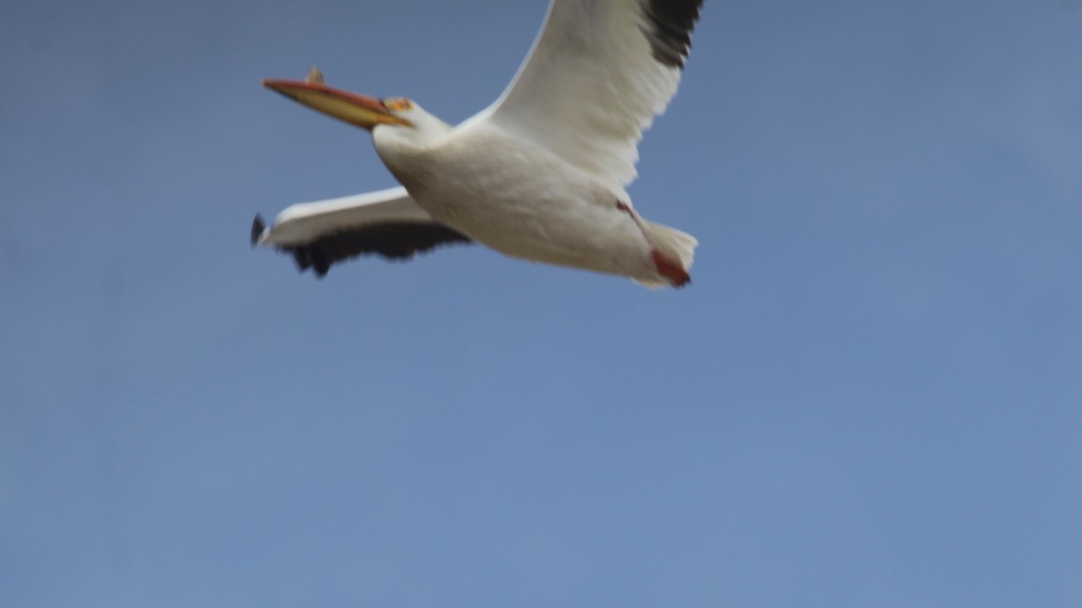 American White Pelican - ML329951481