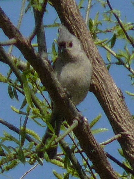 Tufted Titmouse - ML329951611