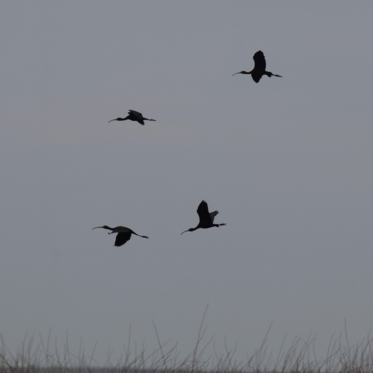 ibis americký - ML329951701