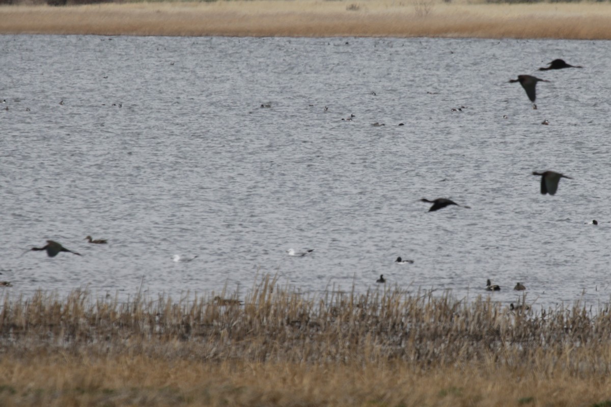 White-faced Ibis - ML329951721