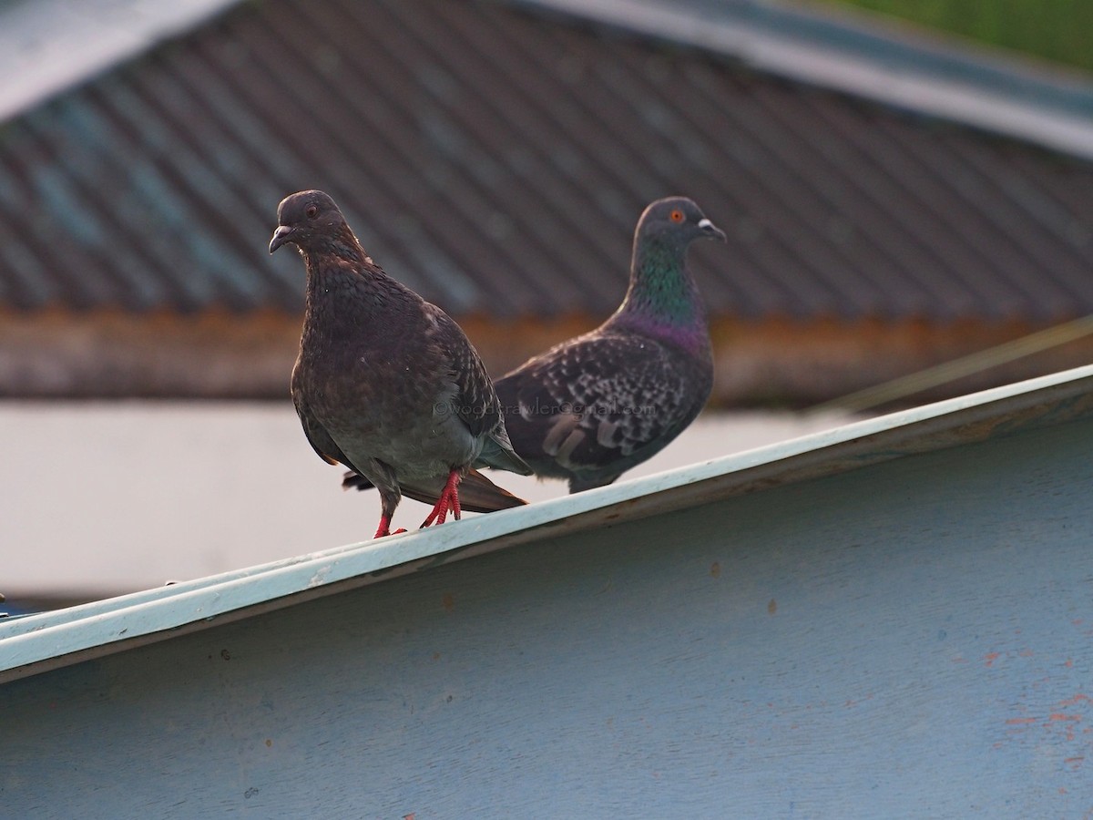 Rock Pigeon (Feral Pigeon) - Rajesh Radhakrishnan