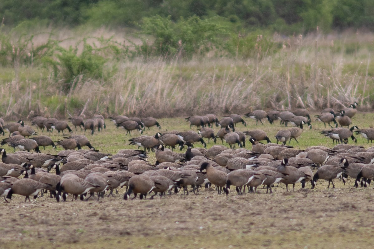 Branta musubeltza - ML329952291