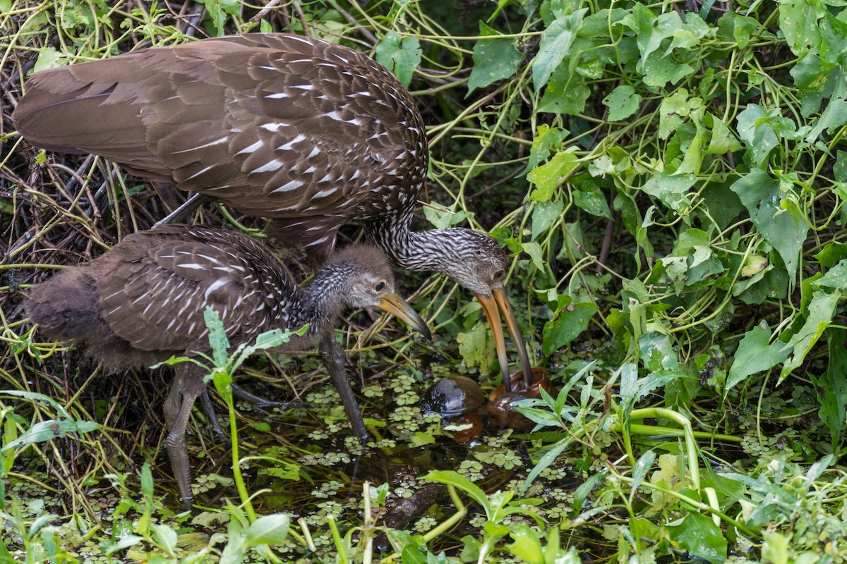 Limpkin - Camille Merrell