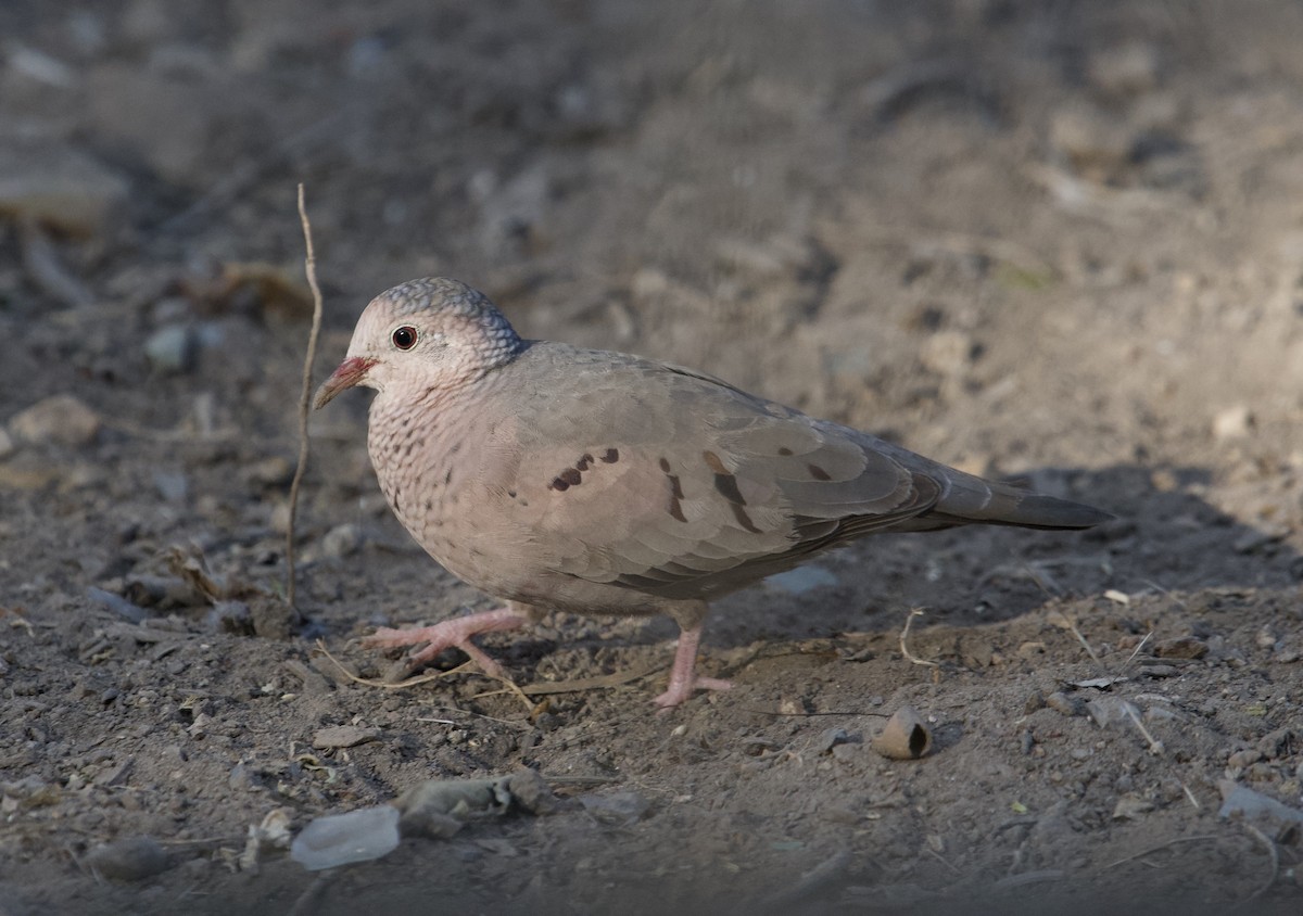 Common Ground Dove - Yvette Stewart