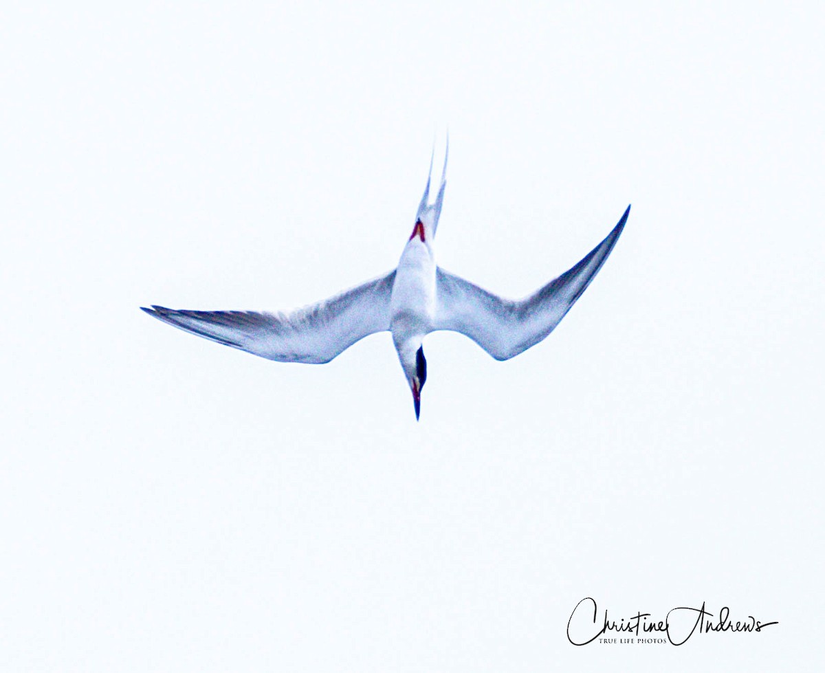 Forster's Tern - ML329953621