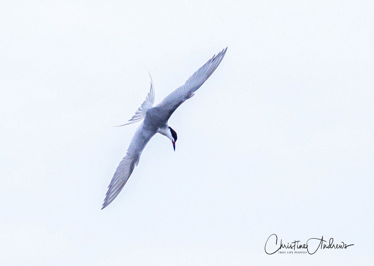 Forster's Tern - Christine Andrews