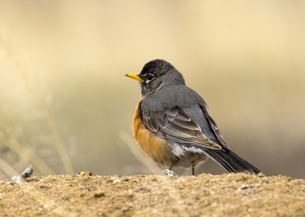 American Robin - ML329953931