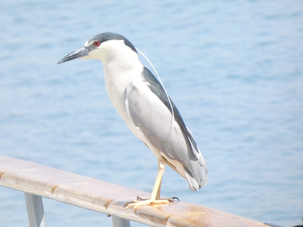 Black-crowned Night Heron - Braxton Landsman