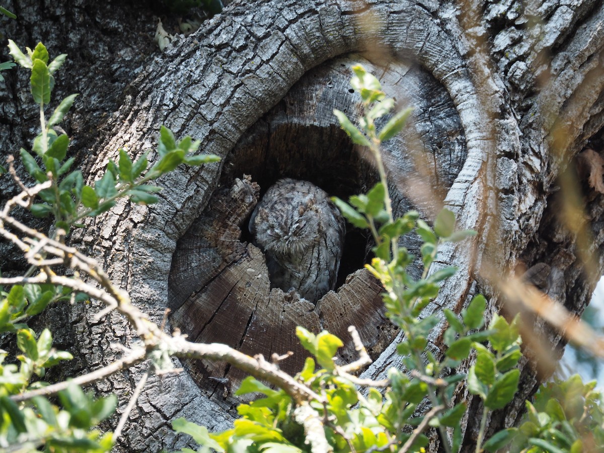 Western Screech-Owl - ML32995501