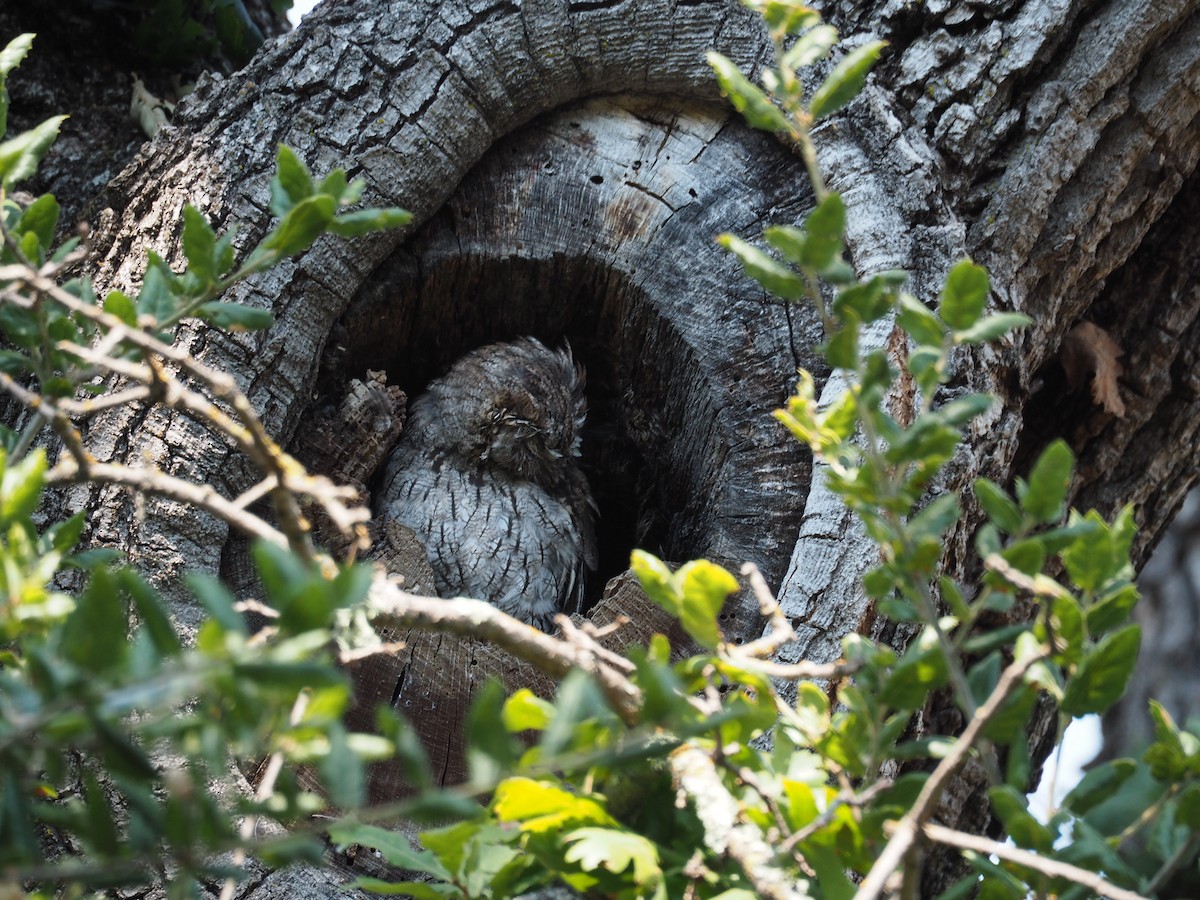 Western Screech-Owl - ML32995541