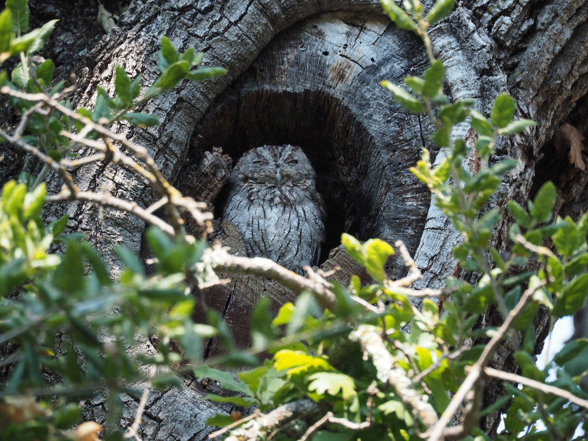 Western Screech-Owl - ML32995561