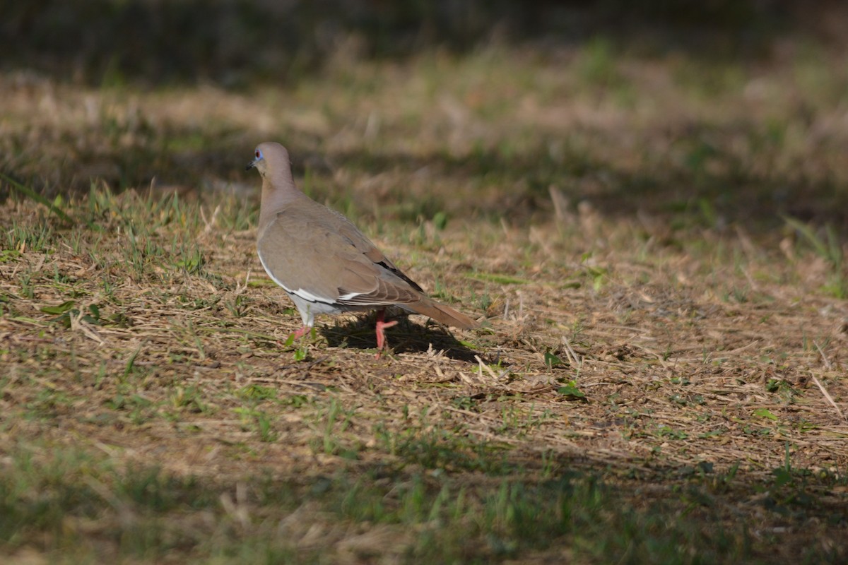 White-winged Dove - Terry  Little