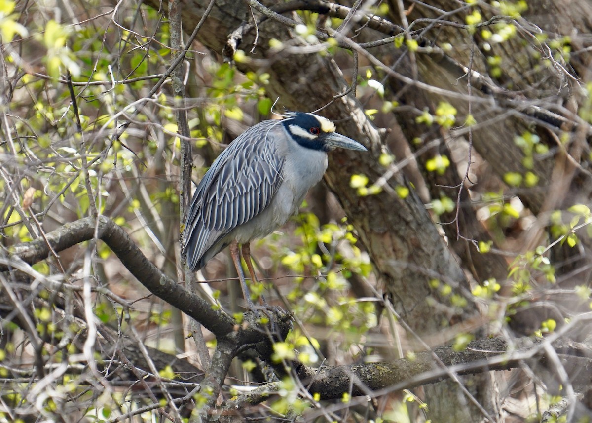 Yellow-crowned Night Heron - ML329959611