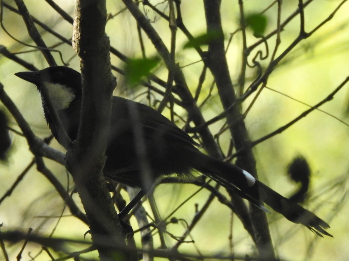 Eastern Whipbird - ML329962201