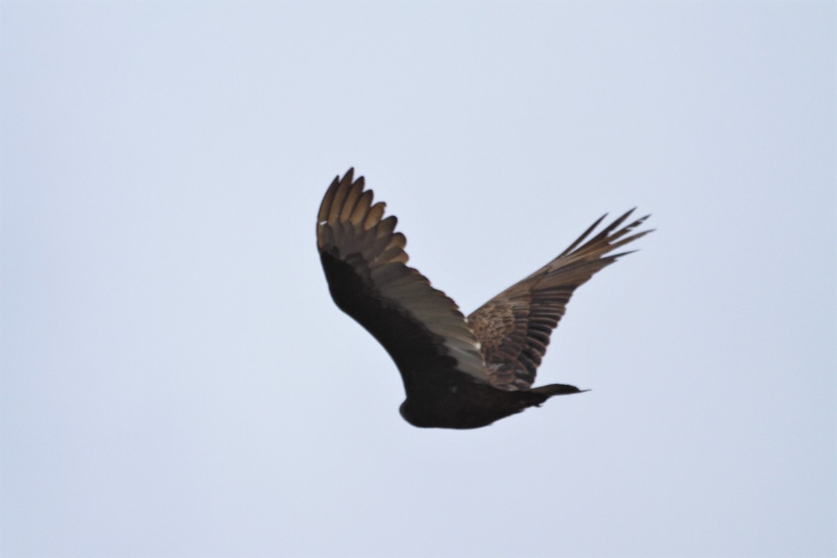 Turkey Vulture - ML329964961