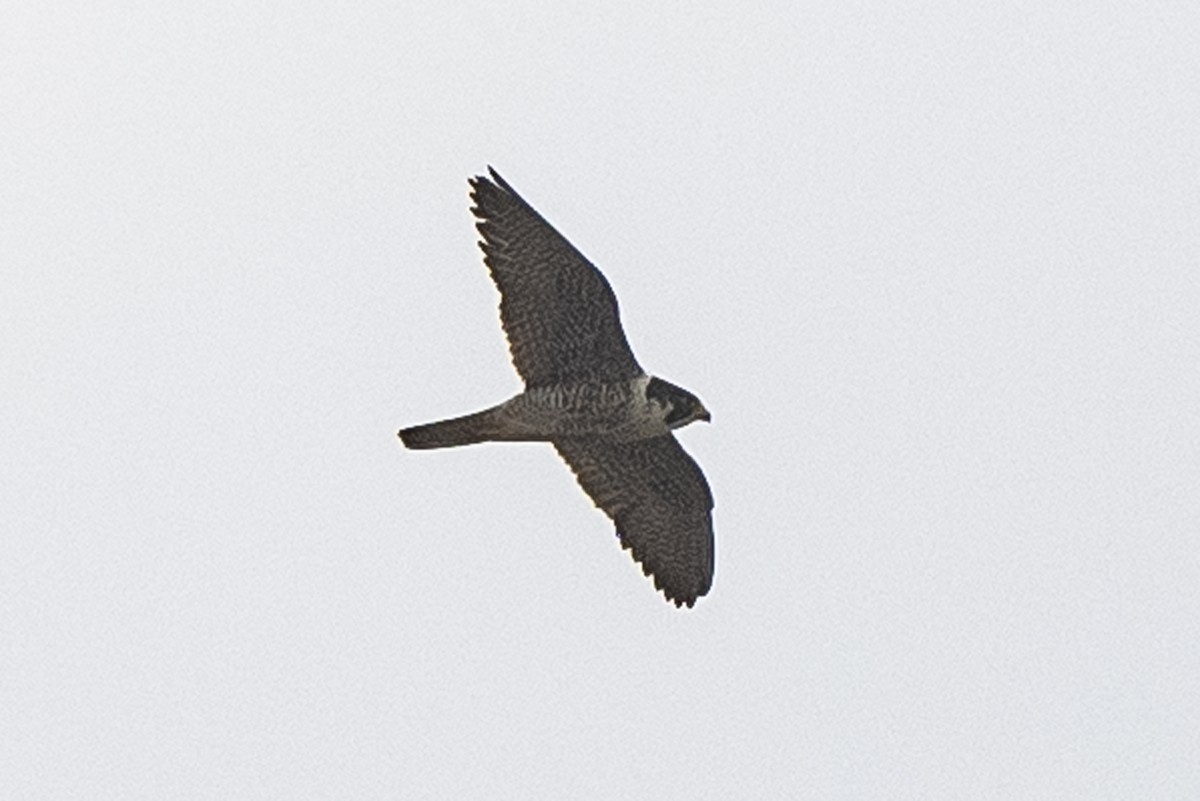 Peregrine Falcon - ML329965131