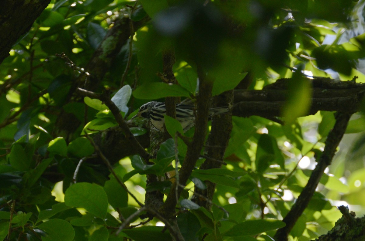 Black-and-white Warbler - ML329965311