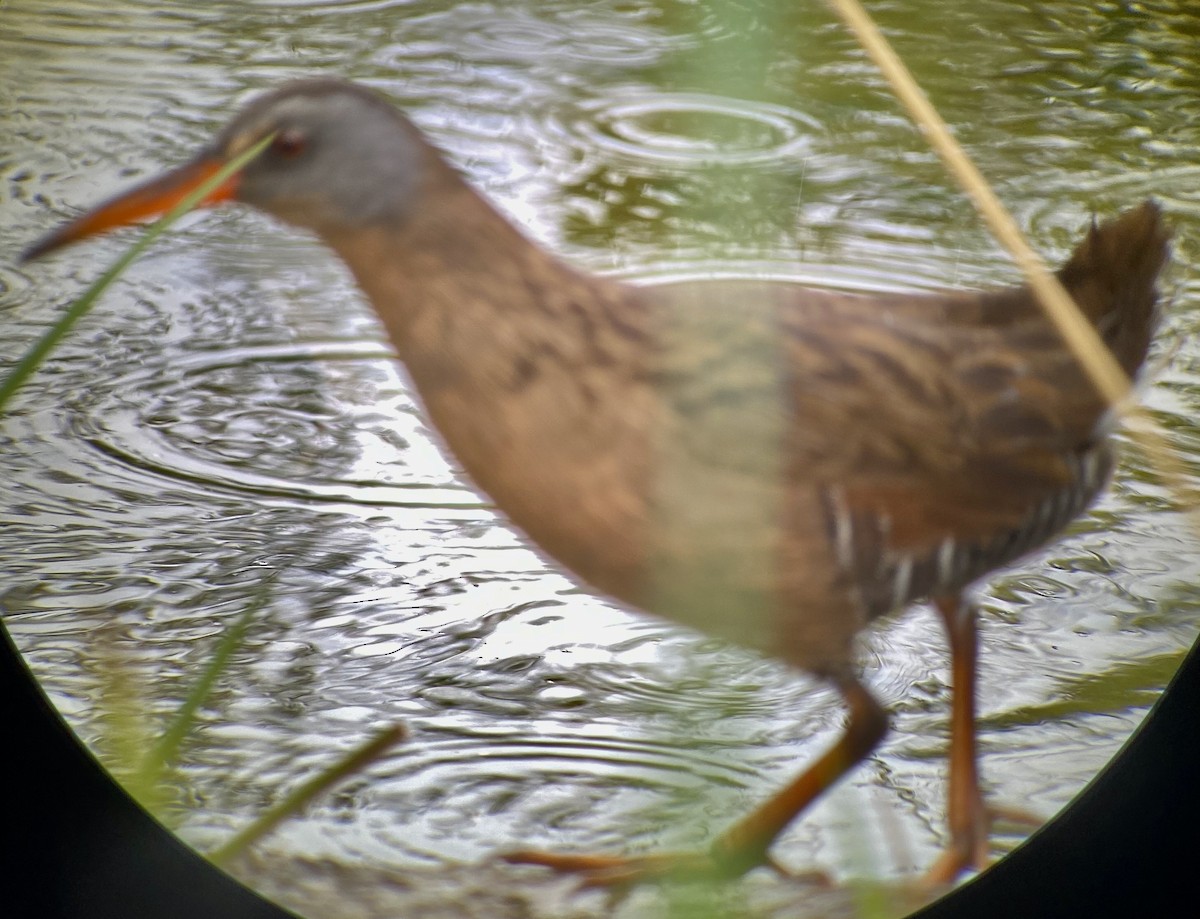 Virginia Rail - ML329965491