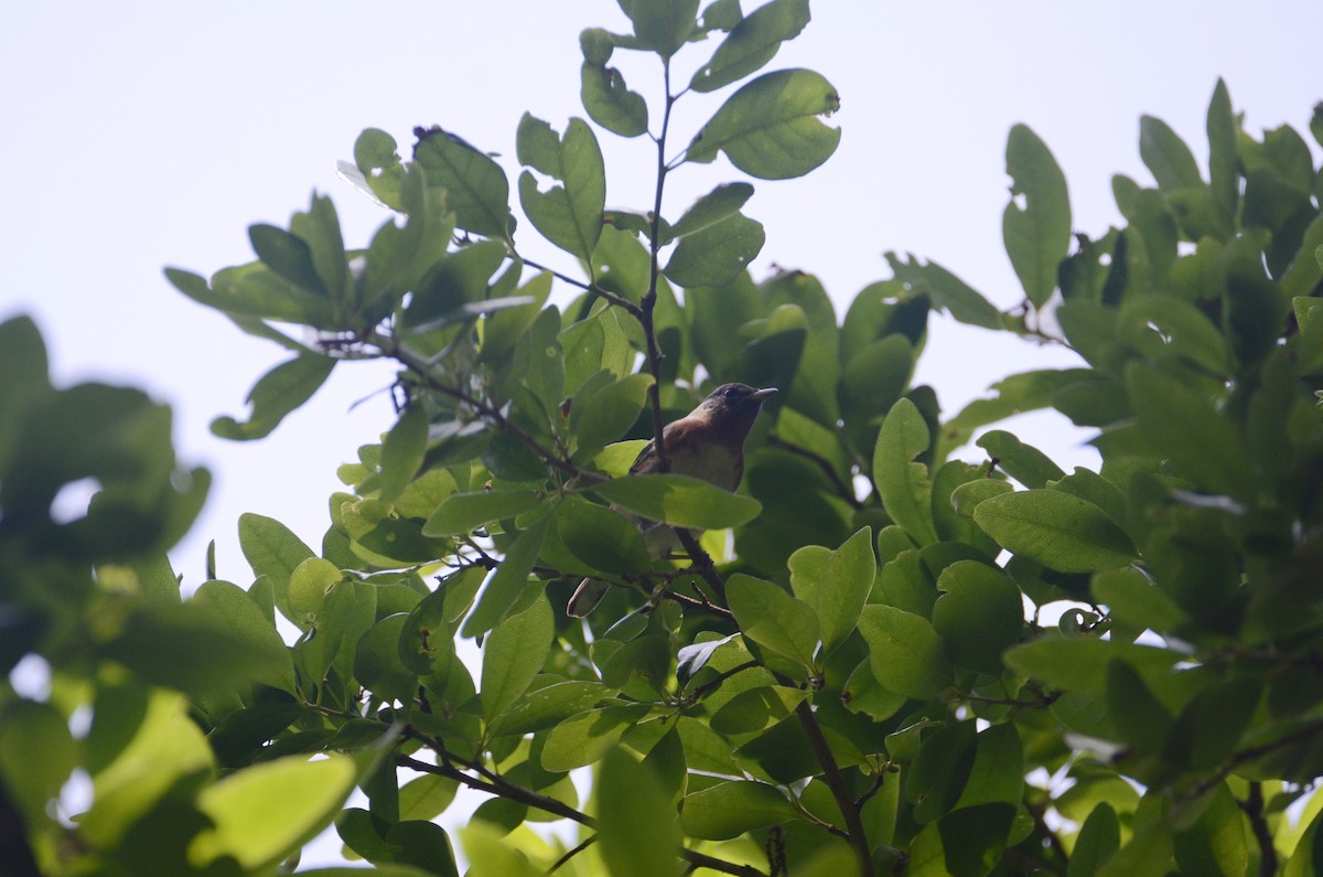 Bay-breasted Warbler - ML329965661