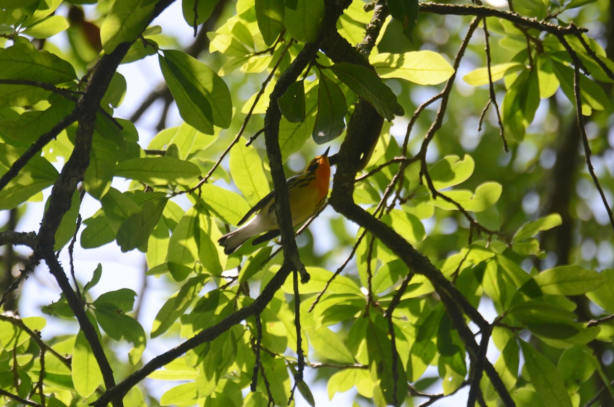 Blackburnian Warbler - ML329965711