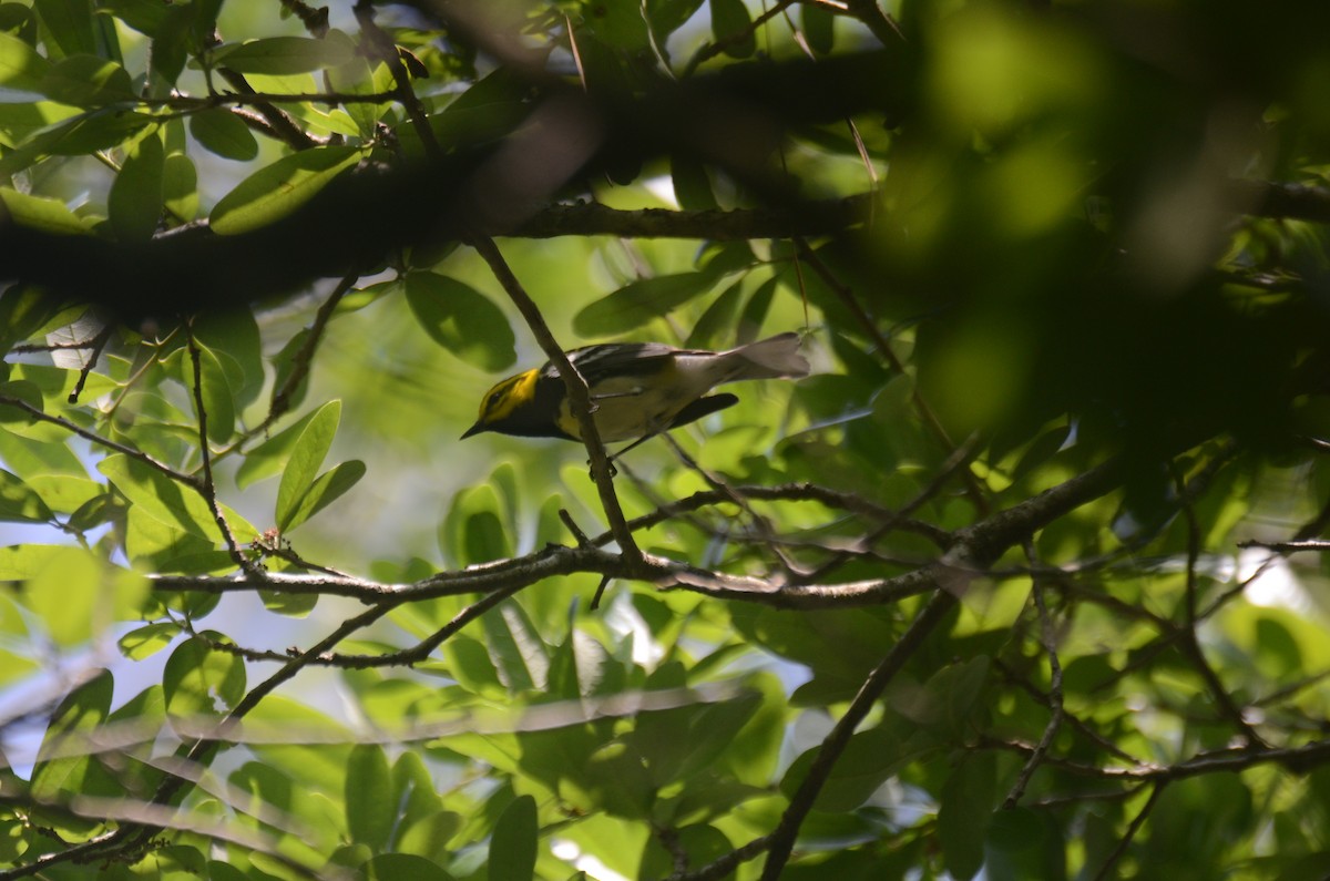 Black-throated Green Warbler - Jody Shugart