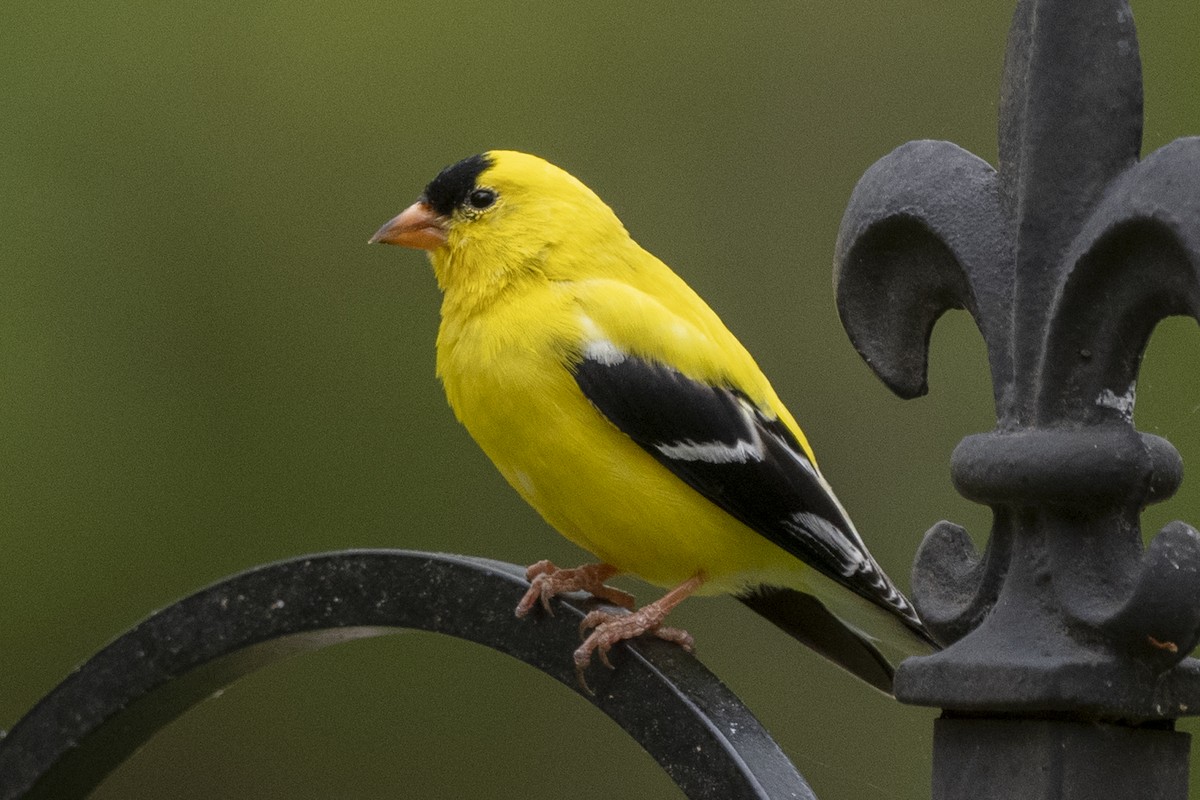 American Goldfinch - ML329966211